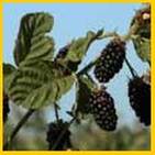 14-Blackberry-Bushes.jpg