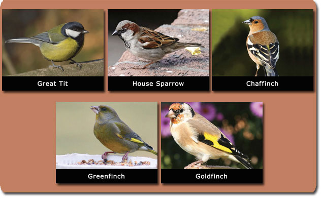 14-Local-Species-of-Bird.jpg