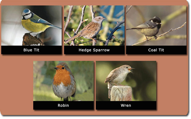 14-Local-Species-of-small-birds.jpg