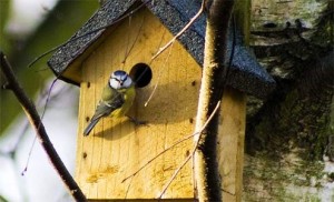 nest-box1 (494 x 300)